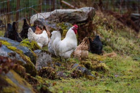 A roster with several hens looking for foodの写真素材