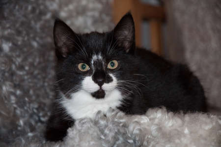 A little kitten looking in to the cameraの写真素材