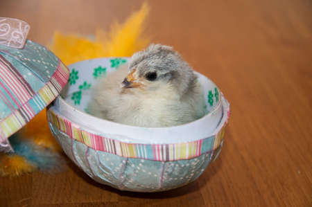 a little chicken inside an easter eggの写真素材