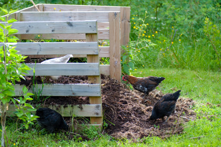 hens working in the garden compost