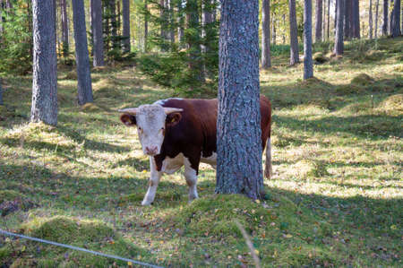 cow walking and eating gras in a forest in swedenの写真素材