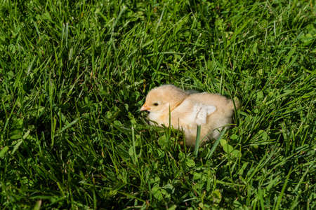 Yellow chickens in green gras in summerの写真素材