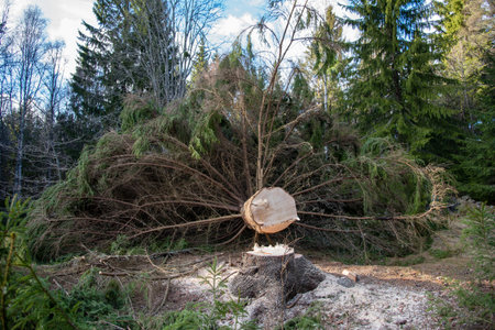 a big fir have been cut down in a gardenの写真素材