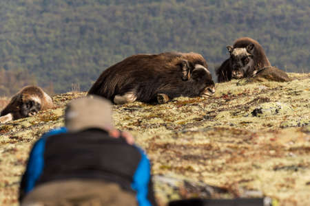 Musk ox, Dovre mountain in Norway 2016の写真素材