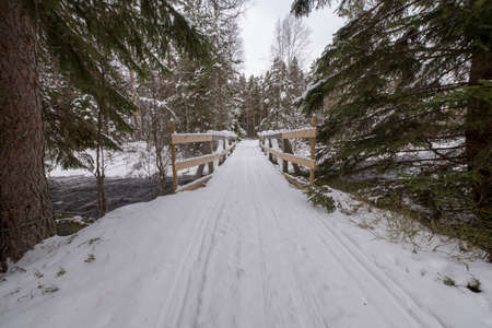 Tracks for crosscountry skiing in a swedish forest february 2018の写真素材