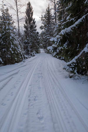 Tracks for crosscountry skiing in a swedish forest february 2018の写真素材