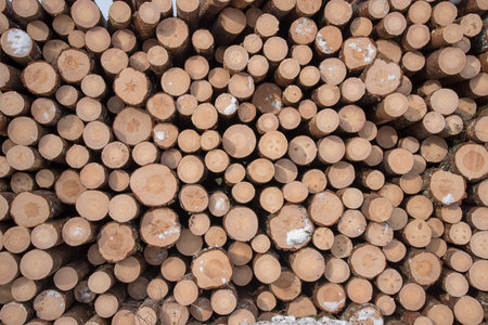 Timber in piles beside a road in a forest in Sweden
