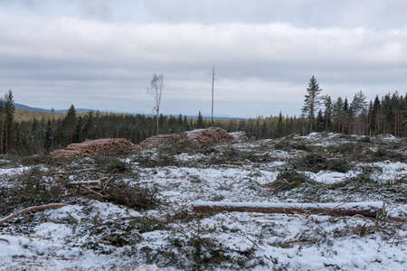 cutting area in a swedish forestの写真素材