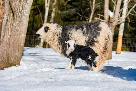 a black and white little lamb walking in snow for the first timeの写真素材