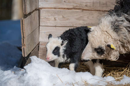 a black and white little lamb walking in snow for the first timeの写真素材