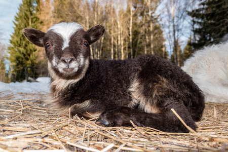 close up on a little brown and white lamb laying in hay