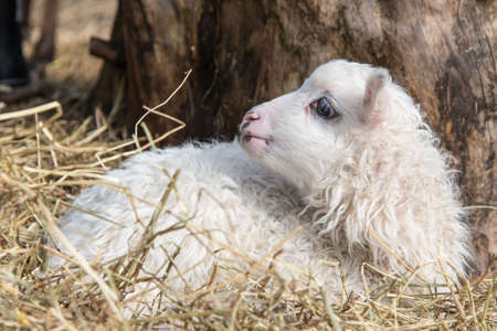 young little white and cute lamb in Sweden 2018の写真素材