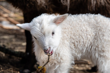 young little white and cute lamb in Sweden 2018