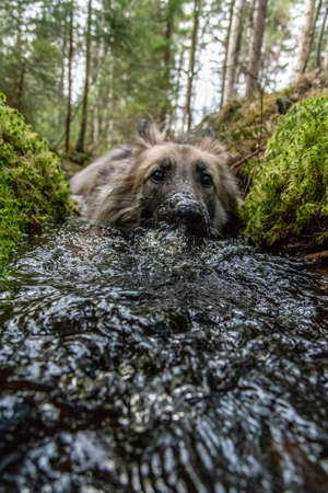Frog perspective of a dog taking a bath in a little streamの写真素材