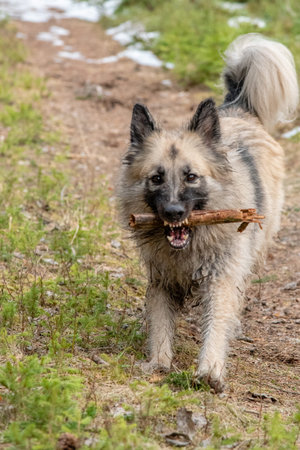 a dog shows her teeth with a stick in her mouth