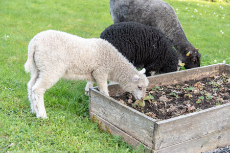 sheep and lamb eating in a garden