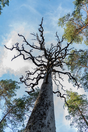 old dead tree standing strong and beautiful