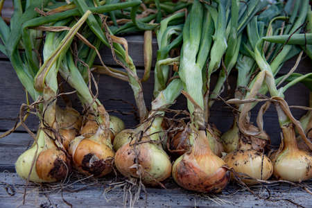 fresh yellow onions with tops still onの写真素材