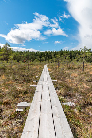 a beautiful path through a great bog in Storfors sweden