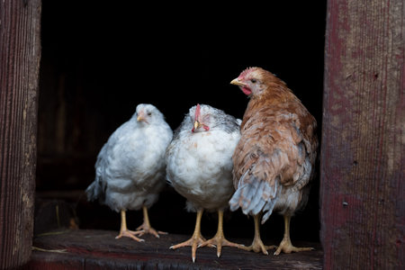 chicken hens standing together at a farm house