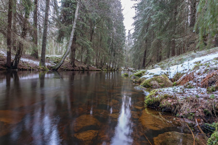 frog perspective over a little channel in a Swedish forest