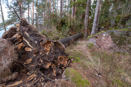 windfall with roots in a swedish forestの写真素材