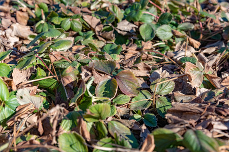 old and new strawberry plants together in spring