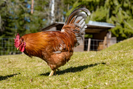 hens looking for food i garden gras