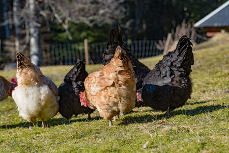 hens looking for food i garden grasの写真素材