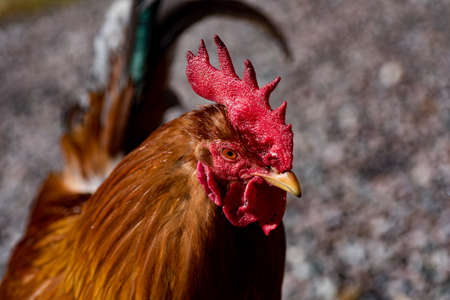 hens looking for food i garden grasの写真素材