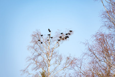 a pack of daws in a tree with blue sky