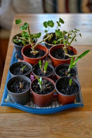 plants indoors during cold springtime in swedenの写真素材