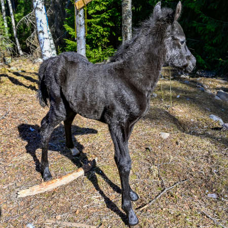 one day old black foal standig in forestの写真素材