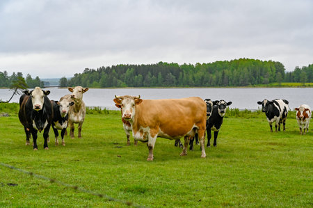cows standing in a green field with a lake behind