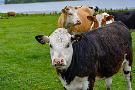 cows standing in a green field with a lake behindの写真素材