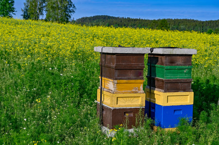 beehives standing in a field with yellow flowers