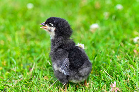 a black chicken out waling for the first time on grassの写真素材