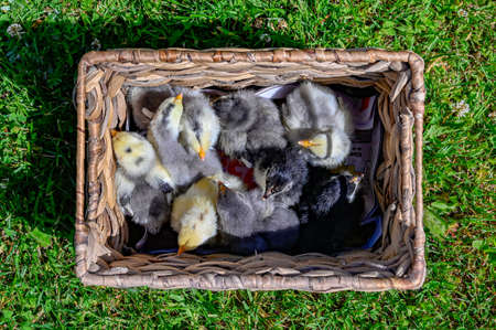 nine small chickens in a basket standing i grassの写真素材