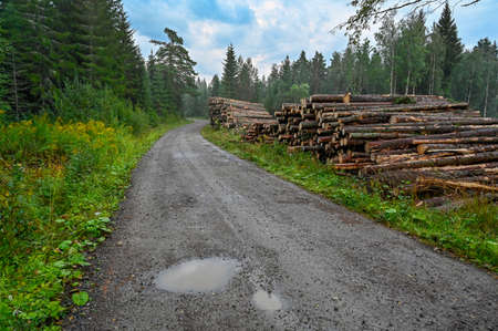 pile of logs near a cutting areaの写真素材