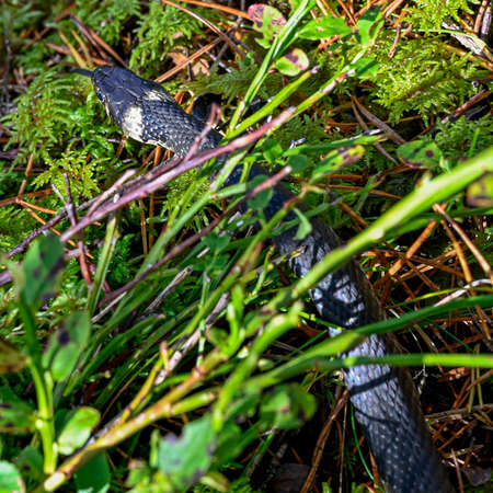grass-snake in swedish forest near Filipstad Varmlandの写真素材