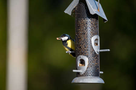 small birds eating from a bird feederの写真素材