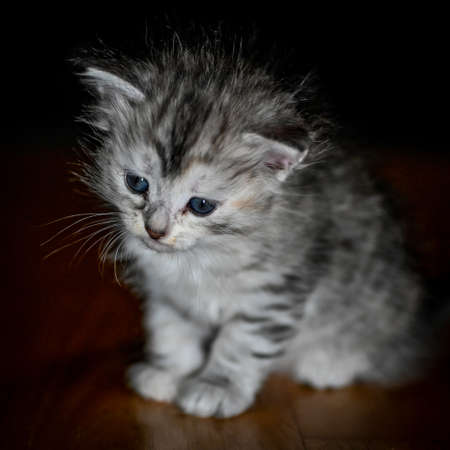 sibirian cat young kitten in a swedish homeの写真素材