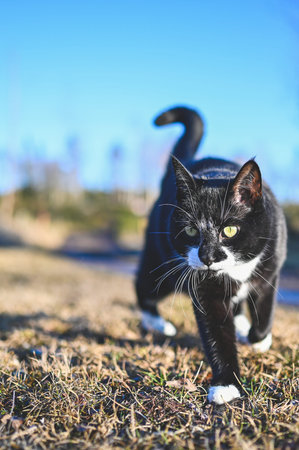 cute black and white cat walking with high tail