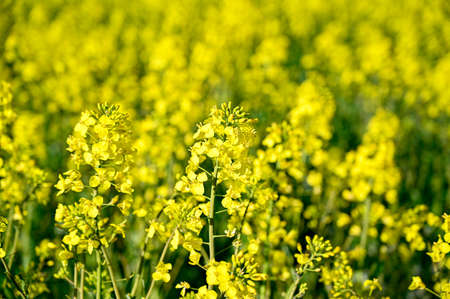 yellow rapeseed field in Kumla Narke Swedenの写真素材