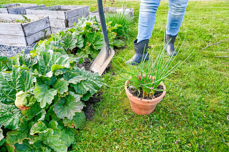leek in a pot and rhubarb in garden