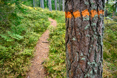 orange marking around tree trunk near a trailの写真素材