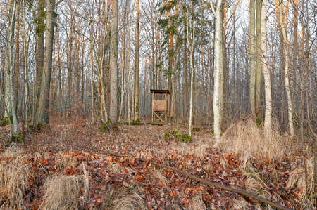 small hunting tower standing in a forestの写真素材