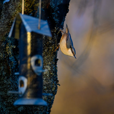 birdfeeder and nuthatch in evening light Swedenの写真素材