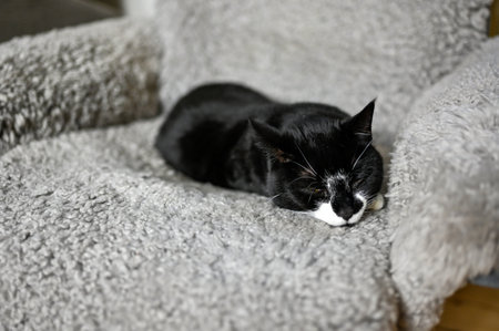 cute sleepy cat lying in a grey armchairの写真素材
