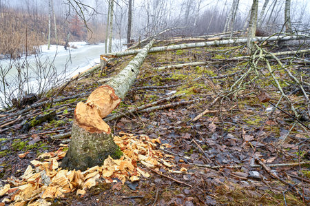 woodland with signs of beaver and stream